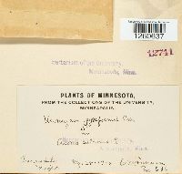 Uromyces sparganii image