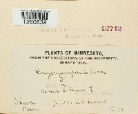 Uromyces sparganii image