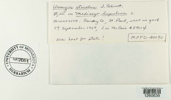 Uromyces striatus image