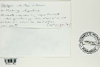 Uromyces striatus image