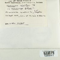 Uromyces striatus image