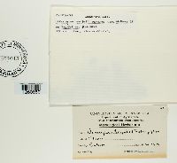 Uromyces trifolii-repentis image