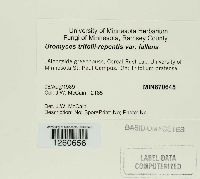 Uromyces trifolii-repentis image