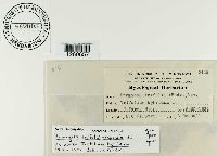 Uromyces trifolii-repentis image