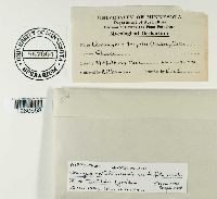 Uromyces trifolii-repentis image