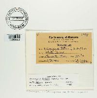 Uromyces trifolii-repentis image