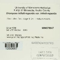 Uromyces trifolii-repentis image