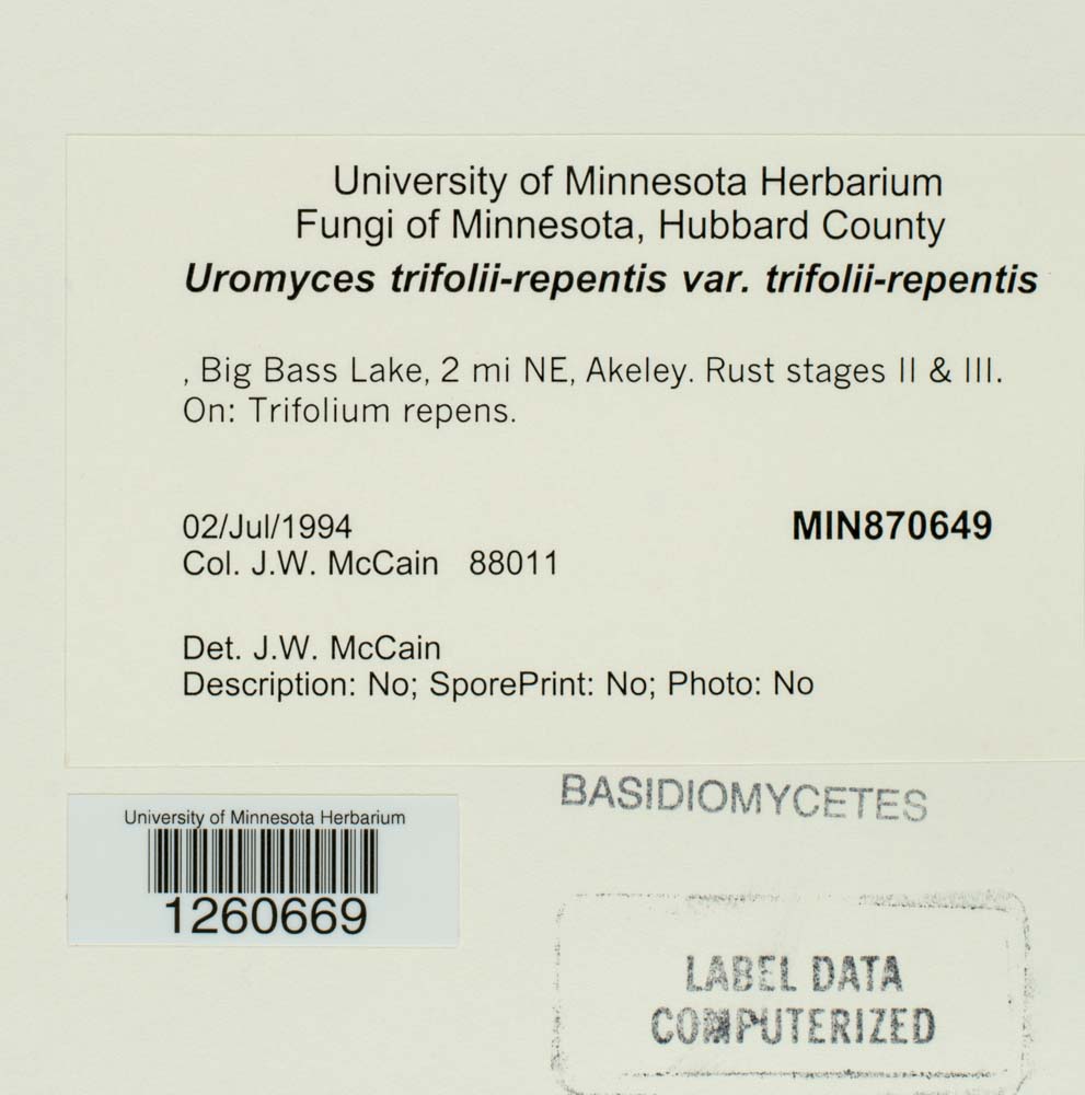 Uromyces trifolii-repentis image
