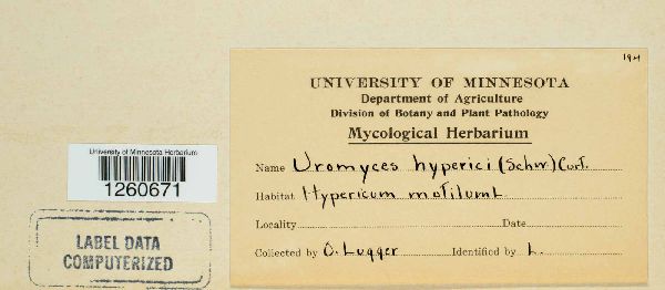 Uromyces hyperici image