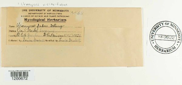 Uromyces viciae-fabae image