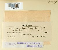 Uromyces fabae image