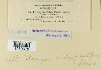 Uromyces fabae image