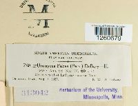 Uromyces fabae image