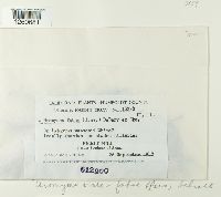 Uromyces viciae-fabae image