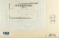 Uromyces viciae-fabae image