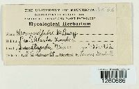 Uromyces viciae-fabae image