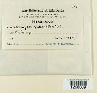 Uromyces viciae-fabae image