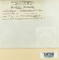 Uromyces viciae-fabae image