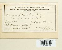 Uromyces viciae-fabae image