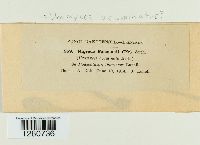 Uromyces acuminatus image