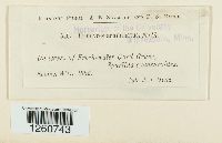 Uromyces acuminatus image