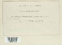 Uromyces acuminatus image