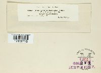 Uromyces acuminatus image