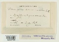 Uromyces acuminatus image