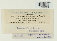 Uromyces acuminatus image