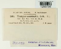 Uromyces acuminatus image