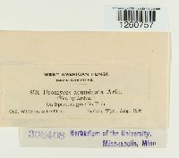 Uromyces acuminatus image