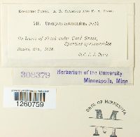 Uromyces acuminatus image