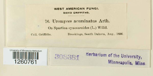 Uromyces acuminatus image