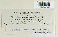 Uromyces acuminatus image