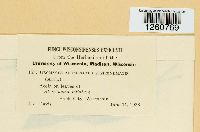 Uromyces acuminatus image