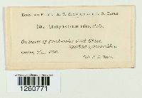 Uromyces acuminatus image