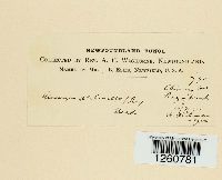 Media resource of Chaconia alutacea