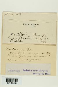 Chaconia alutacea image