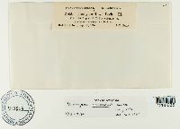 Uromyces asclepiadis image