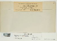 Uromyces asclepiadis image