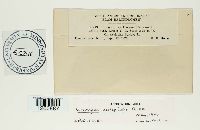 Uromyces asclepiadis image