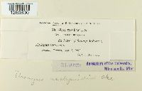 Uromyces asclepiadis image