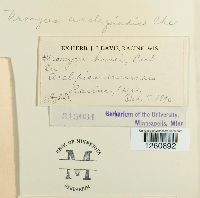 Uromyces asclepiadis image