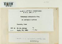 Uromyces asclepiadis image