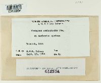 Uromyces asclepiadis image