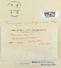 Uromyces asclepiadis image