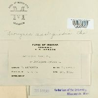 Uromyces asclepiadis image