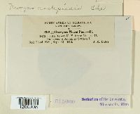 Uromyces asclepiadis image