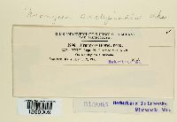 Uromyces asclepiadis image