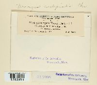 Uromyces asclepiadis image